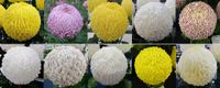 Mid-Season Incurved Collection - 1 of each variety (10 plants)